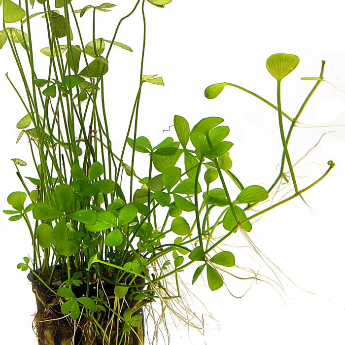 Four Leaf Clover | Marsilea quadrifolia