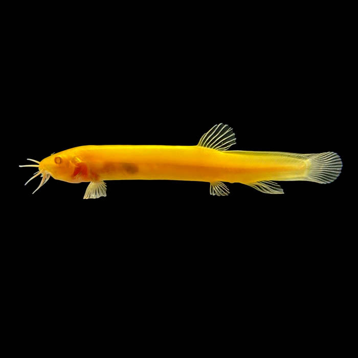 Gold Dojo Loach