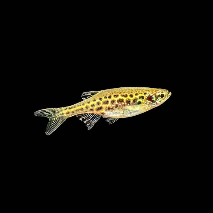 Gold Ring Danio | Brachydanio tinwini
