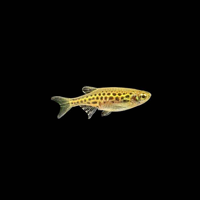 Gold Ring Danio | Brachydanio tinwini