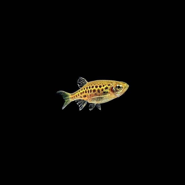 Gold Ring Danio | Brachydanio tinwini