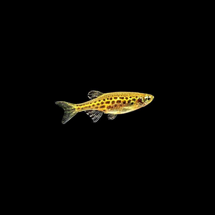 Gold Ring Danio | Brachydanio tinwini