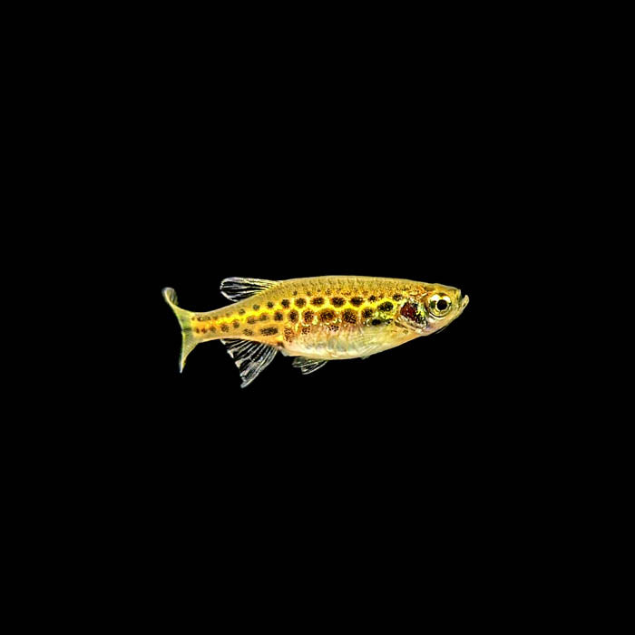 Gold Ring Danio | Brachydanio tinwini