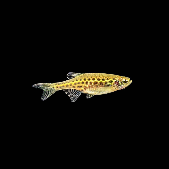 Gold Ring Danio | Brachydanio tinwini