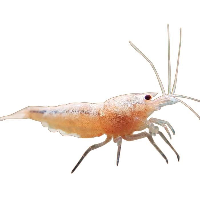 Golden Bee Decal Sticker