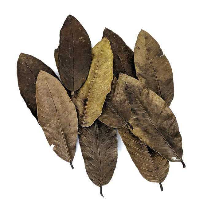guava tobacco leaf 9 Health Benefits of Leaves That Will Surprise You + Tips 1MD Nutrition The common guava Psidium guajava (lemon guava Dried Guava Leaves