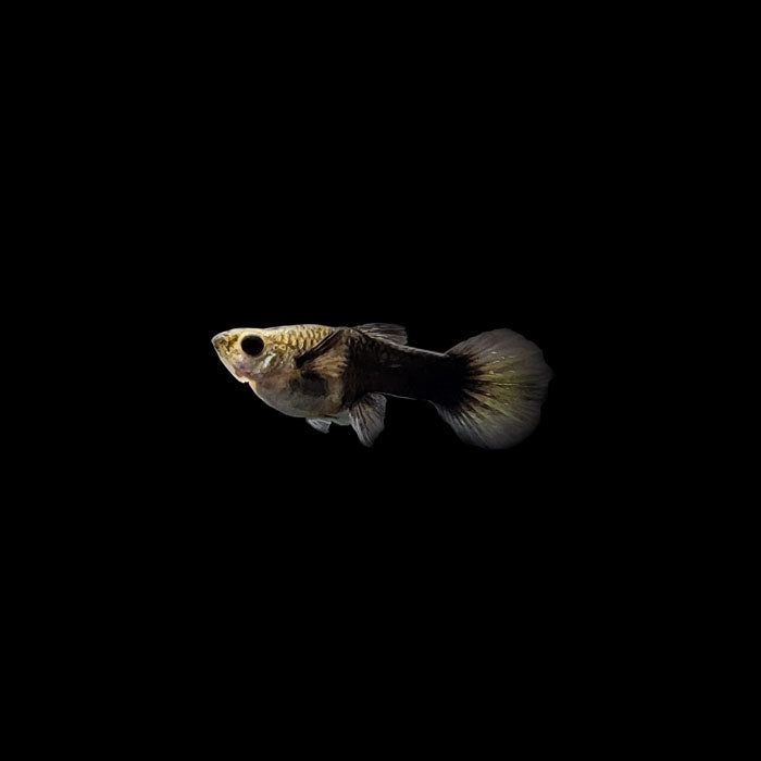 Half Black Leopard Guppy