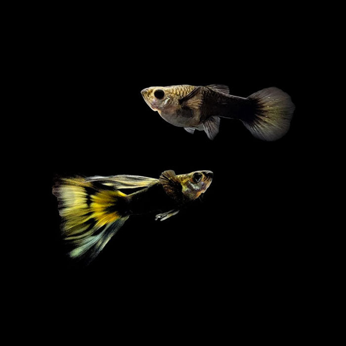 Half Black Leopard Guppy