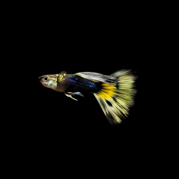 Half Black Leopard Guppy