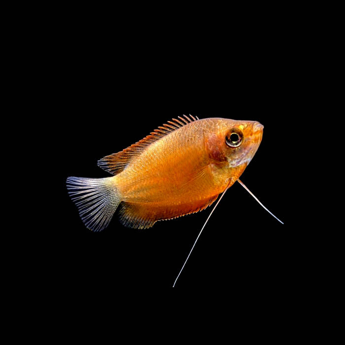 Gourami for Sale | Affordable Gourami Fish Prices