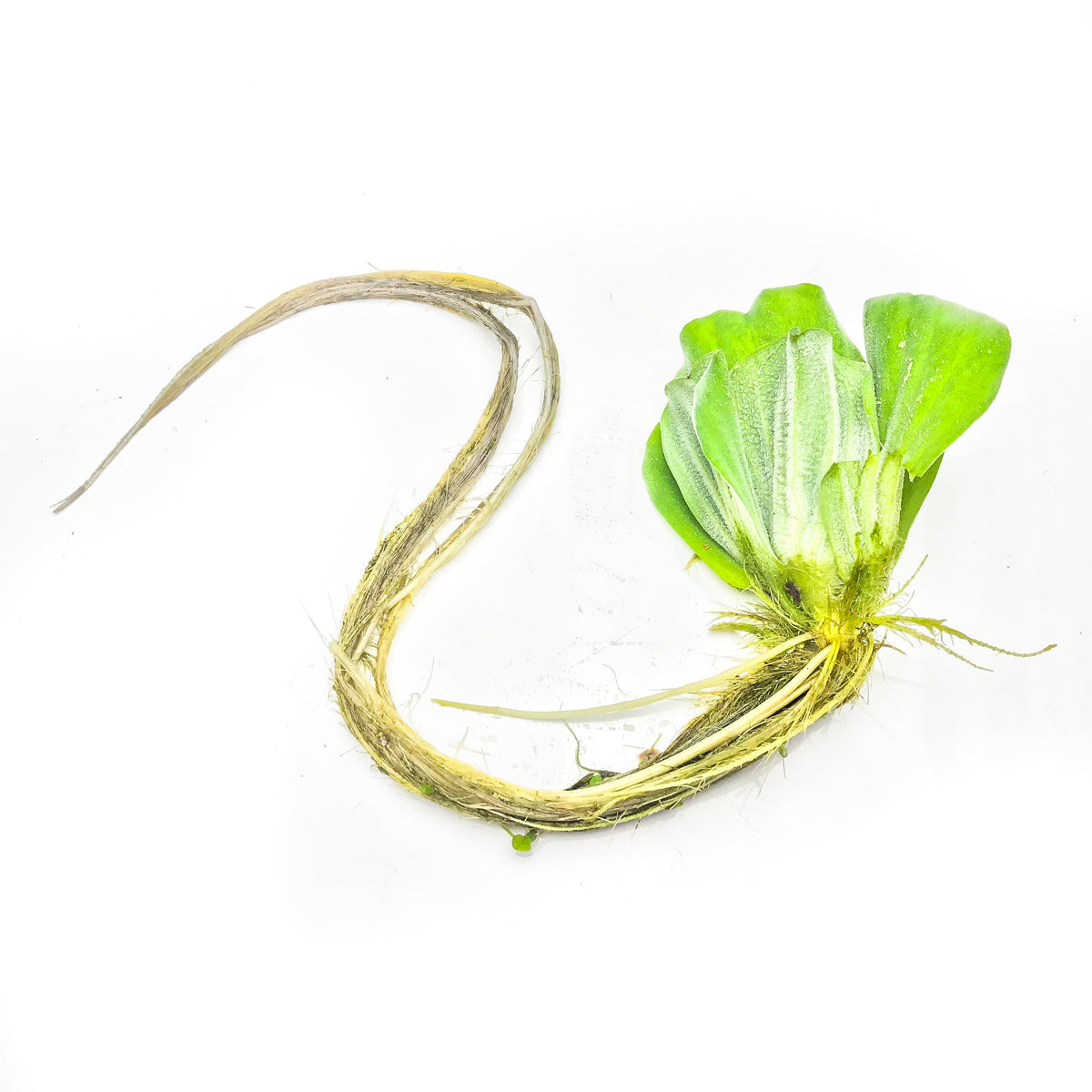 Water Lettuce Variegated - H2O Plants