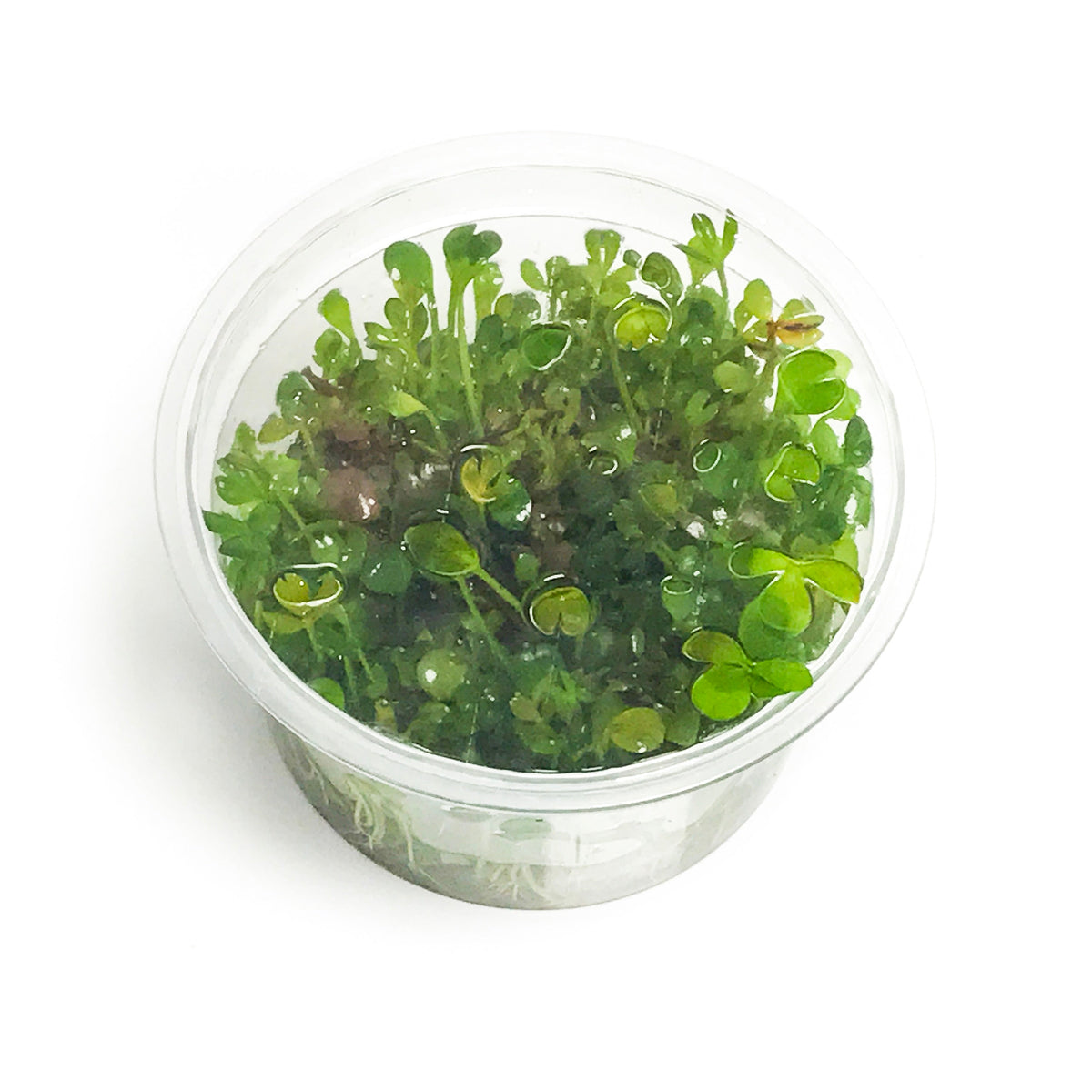 Marsilea Hirsuta | Tissue Culture