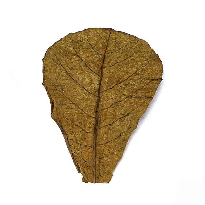 Indian Almond Leaves - 3 Sizes