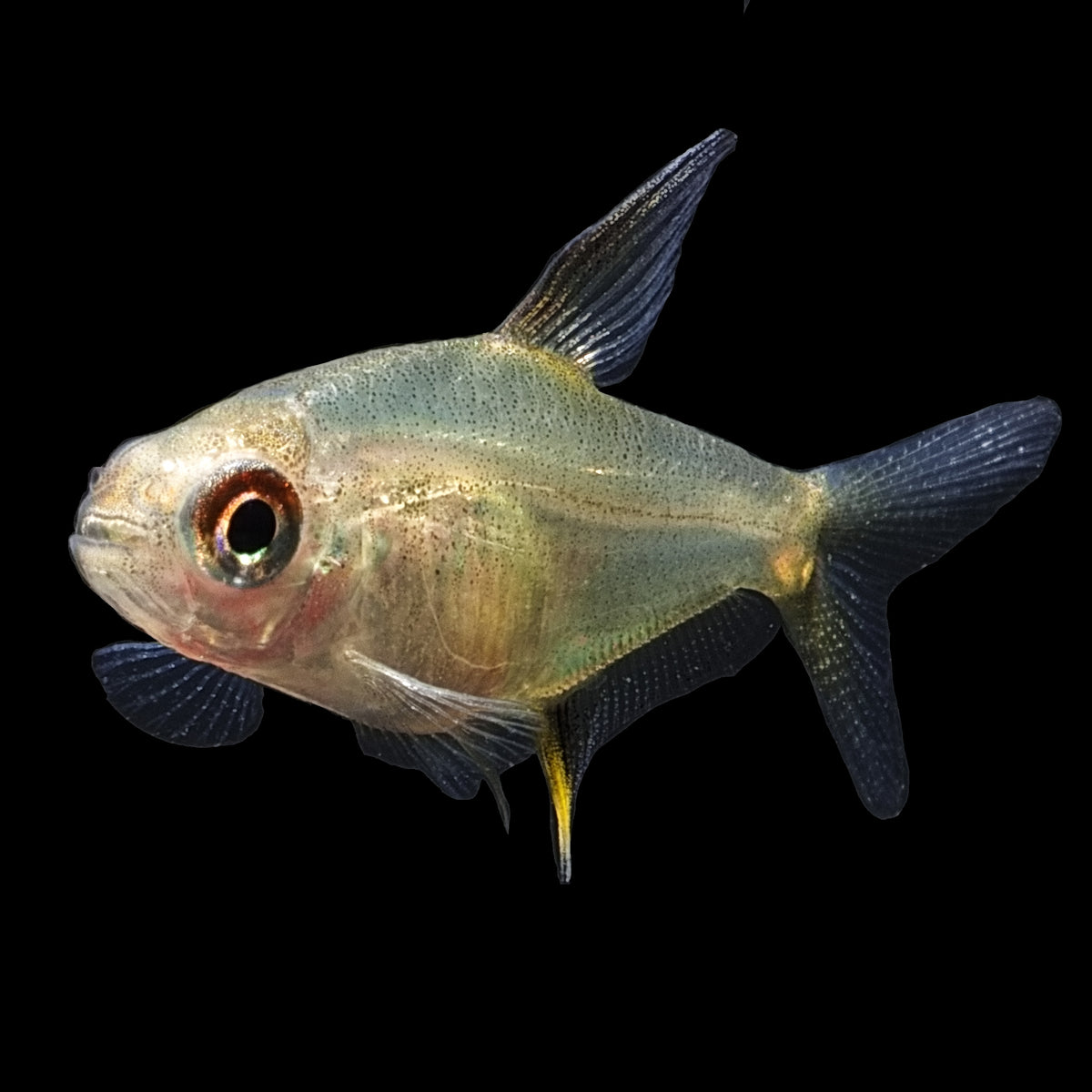 Lemon Tetra | Hyphessobrycon Pulchripinnis