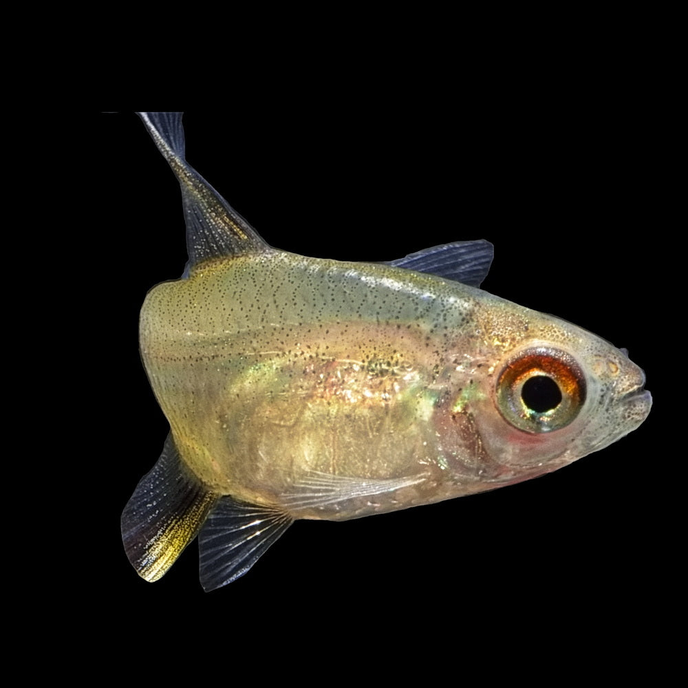 Lemon Tetra | Hyphessobrycon Pulchripinnis