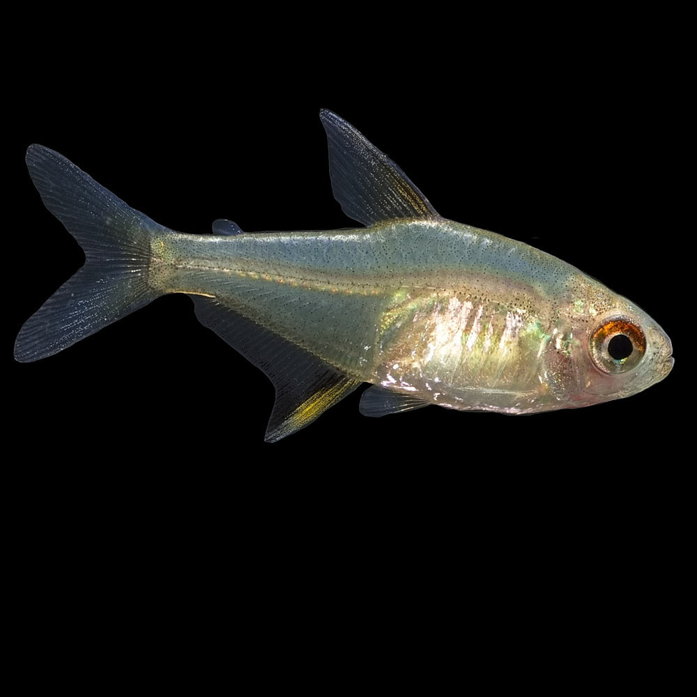 Lemon Tetra | Hyphessobrycon Pulchripinnis