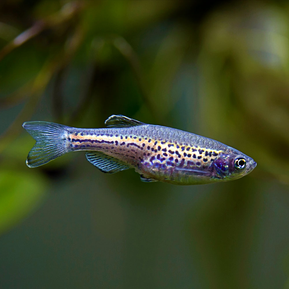 Top 10 Leopard Danio Patterned Danios 2027