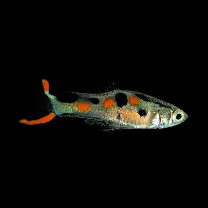 N Class Endler