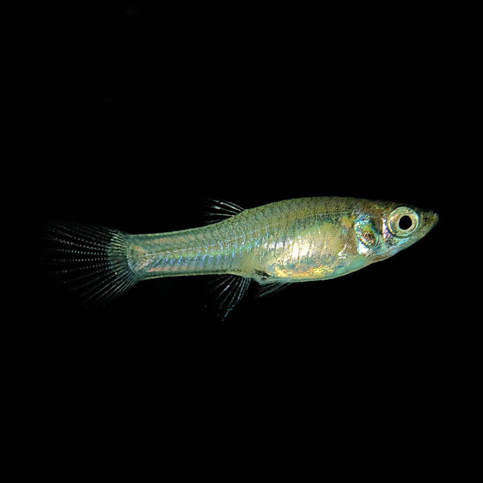 N Class Endler