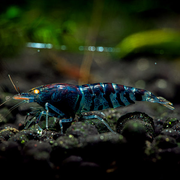 Orange Eyed Blue Tiger Shrimp