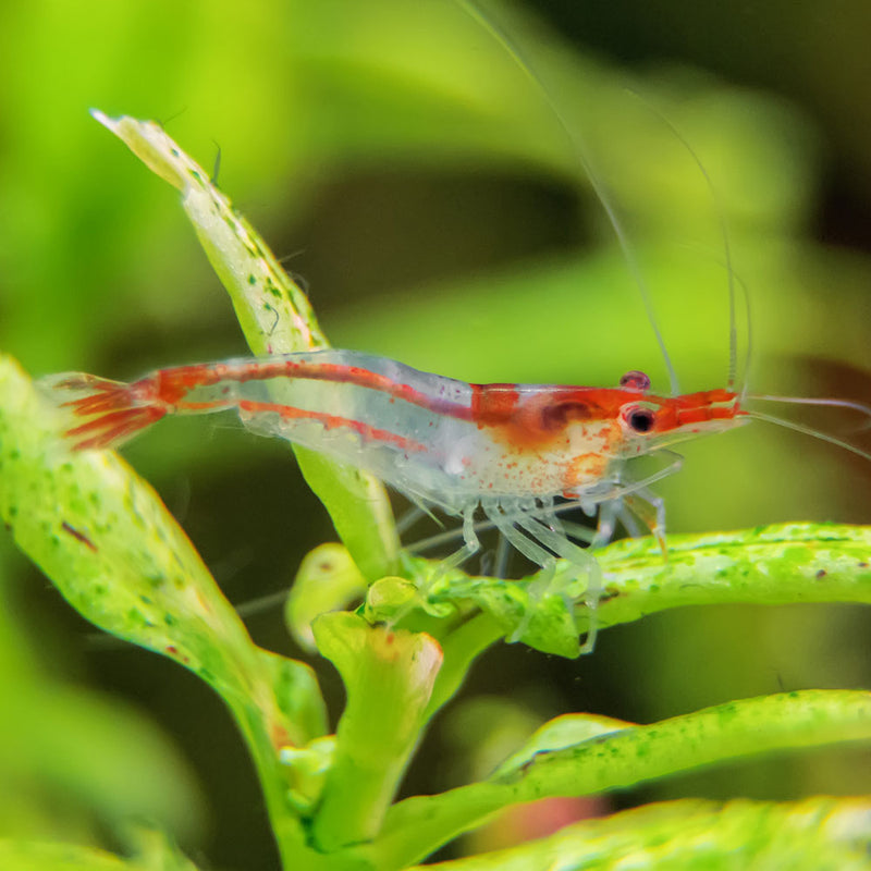 10 Pack | Red Rili Shrimp | Shop Red Rili Shrimp Online - Flip Aquatics