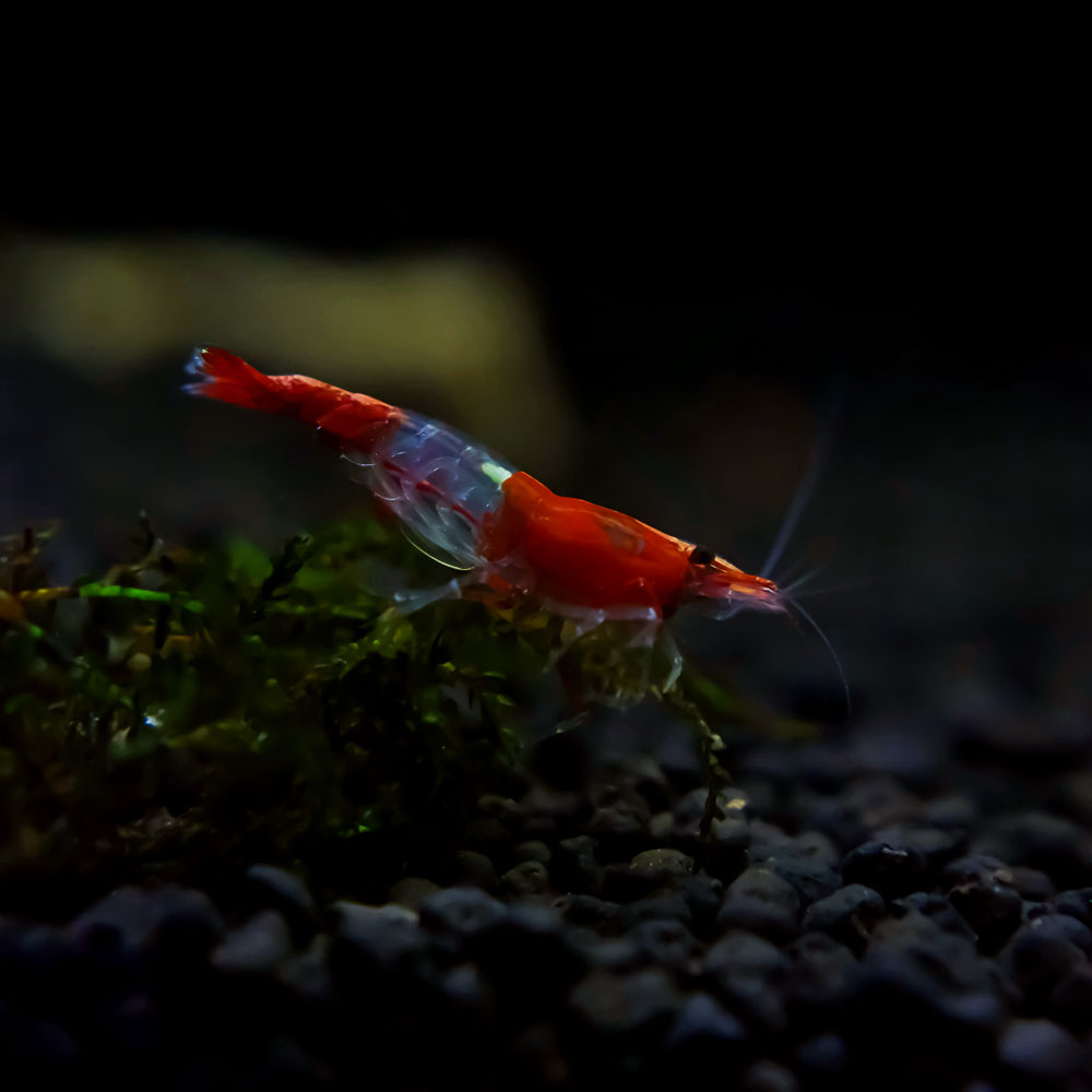 Red Ril 10 Pack | Red Rili Shrimp | Shop Red Rili Shrimp Online