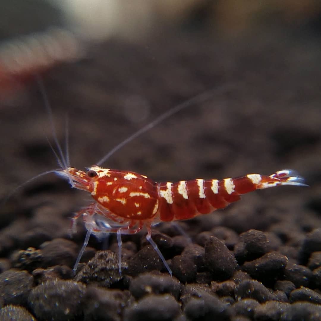 Shop Shrimp - Flip Aquatics