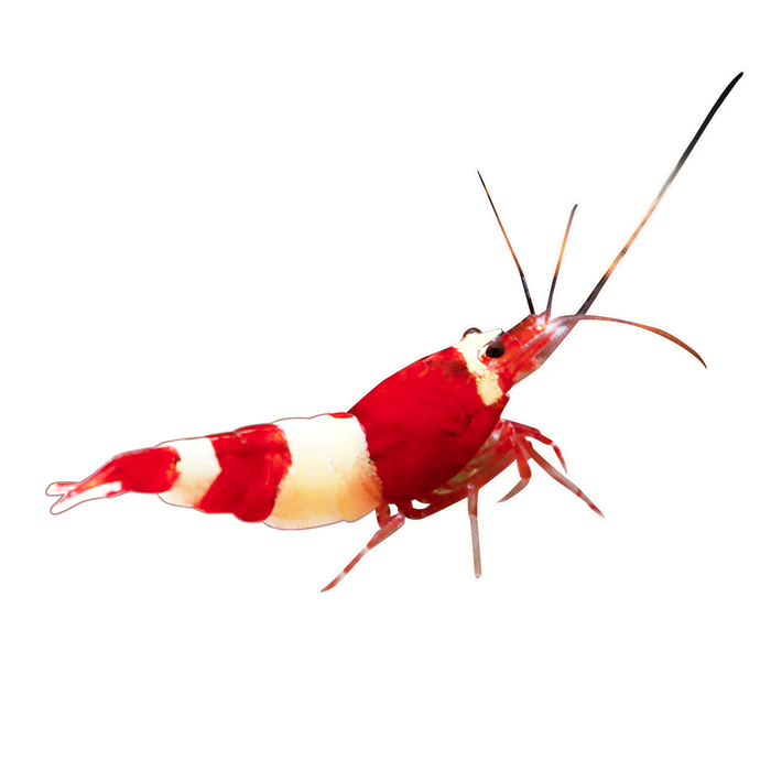 Red Panda Decal Sticker