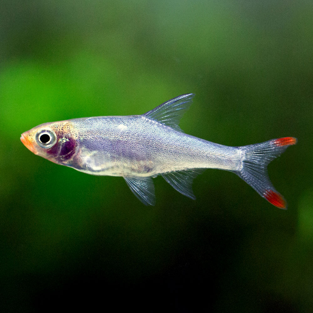 Naked Micro Rasbora: Stunning Rasbora for Nano Tanks - Flip Aquatics