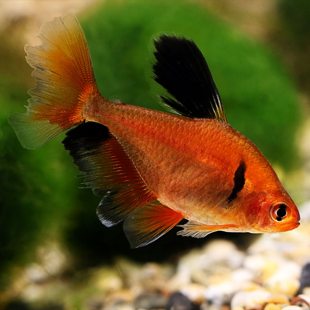 Trera Fish Red Tetra Fish