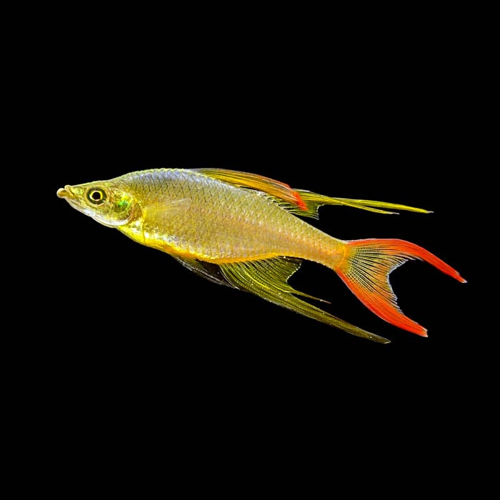 Cyber Monday Special | Buy X, Get Y on Our Best Selling Fish