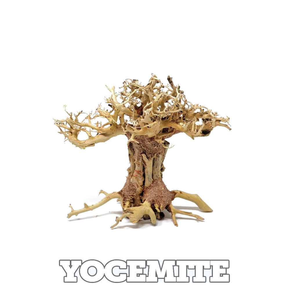 Assorted Bonsai Trees - 6 inch