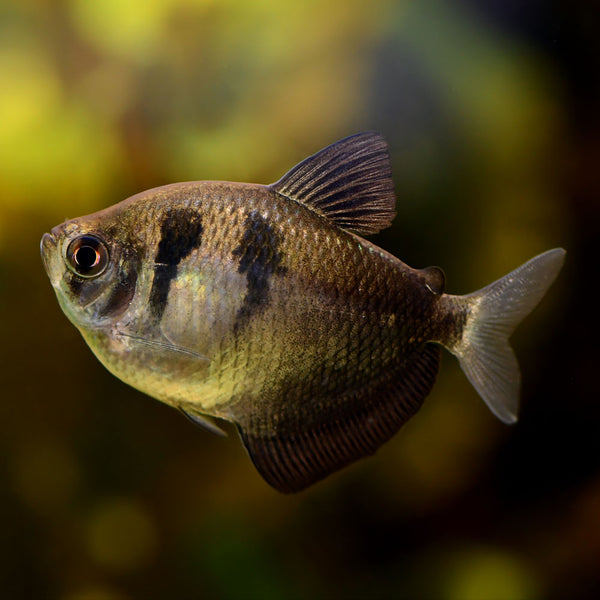 black tetra fish