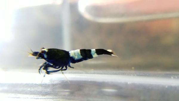 Black Panda and King Kong Starter Pack