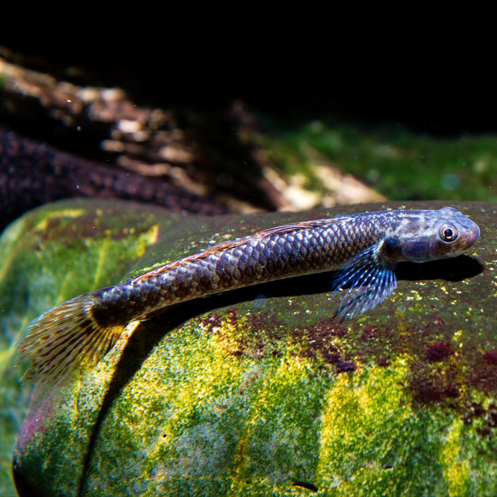 Buy Cobalt Blue Dwarf Goby Fish for Your Nano Fish Tank - Flip Aquatics