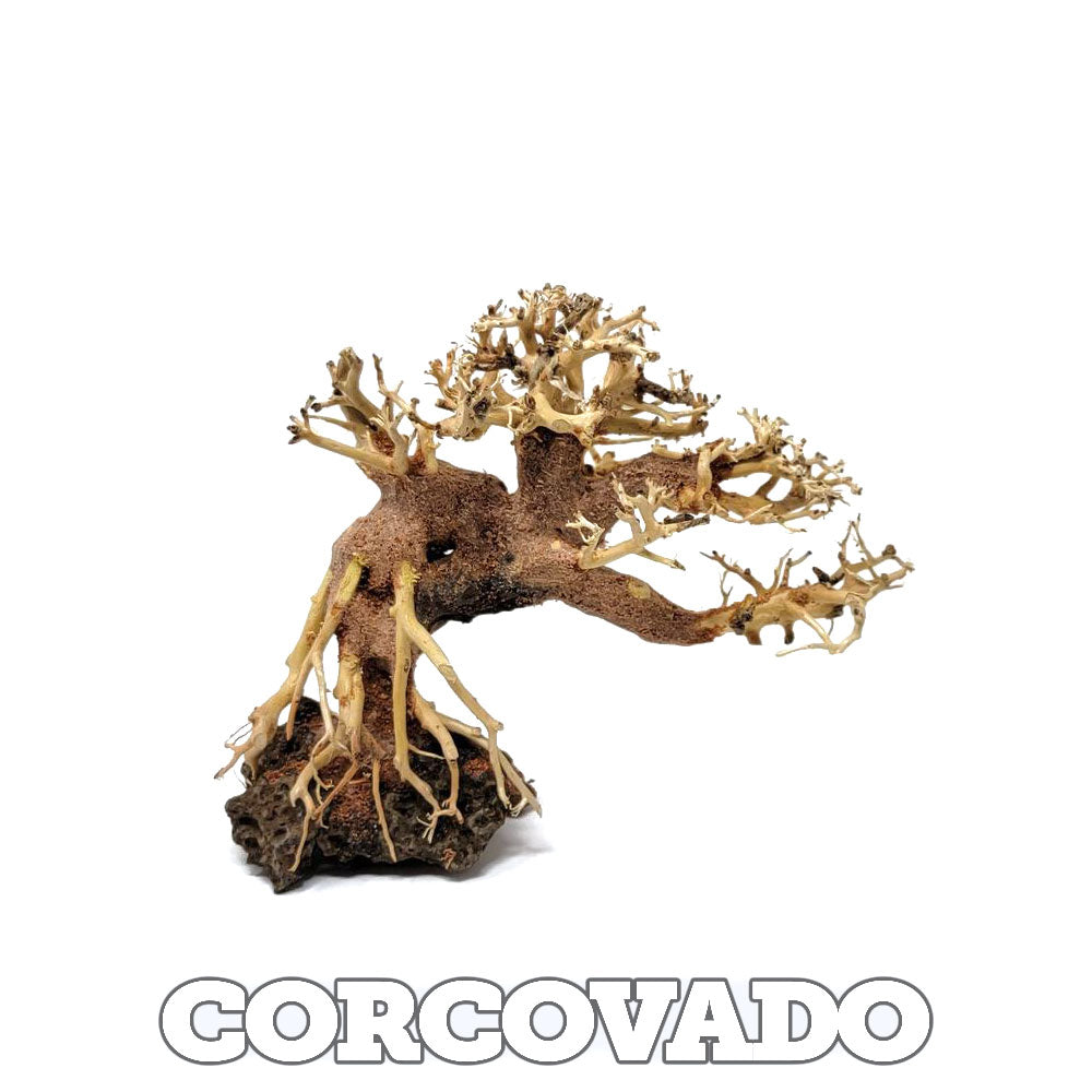 Assorted Bonsai Trees - 12 inch