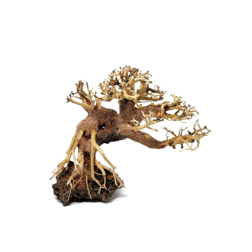 Assorted Bonsai Trees - 12 inch