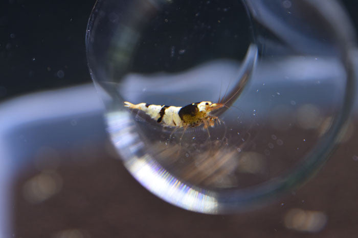 Crystal Black Shrimp