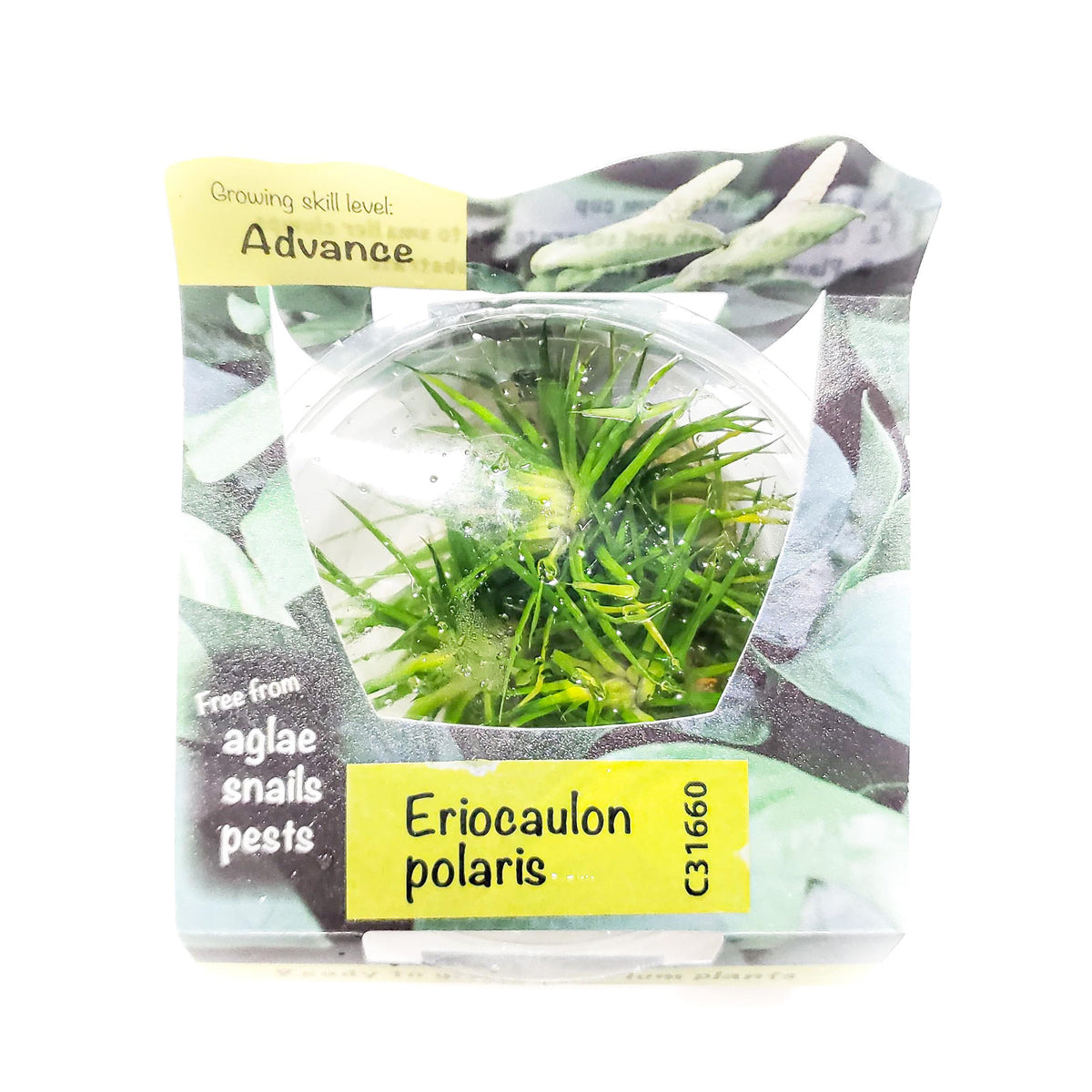 Eriocaulon Polaris - H2O Plants
