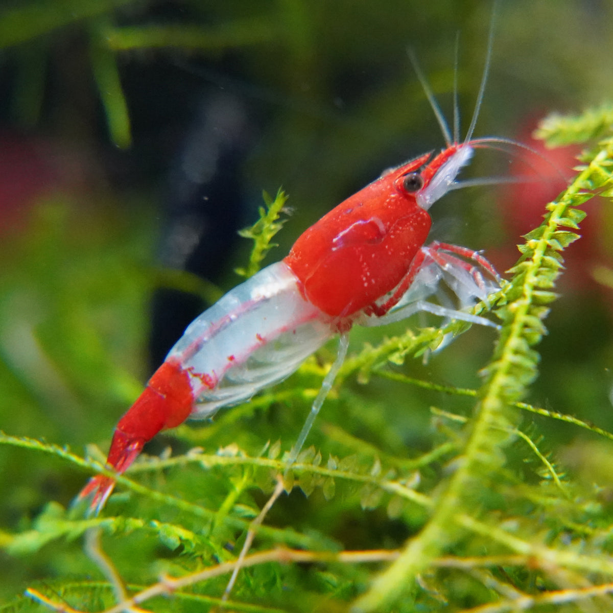 Shop Shrimp - Flip Aquatics