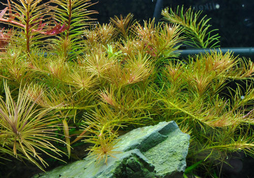 Rotala Nanjenshan - H2O Plants