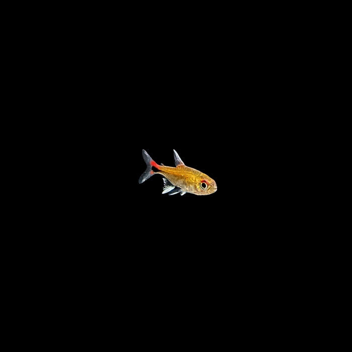 Gentle Giants: Black Neon Tetra - Peaceful Nano Fish for Your Aquarium -  Flip Aquatics